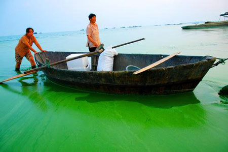 Algae menace China's fabric industry