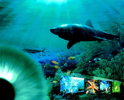 Qingdao Aquarium celebrates 80th anniversary