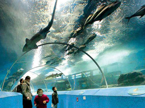 Qingdao Aquarium celebrates 80th anniversary