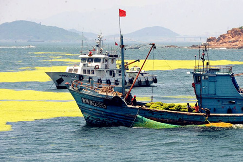 232 ships clean green algae in the Yellow sea