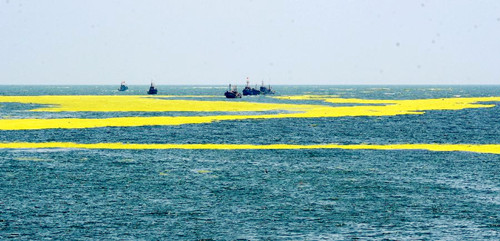 232 ships clean green algae in the Yellow sea