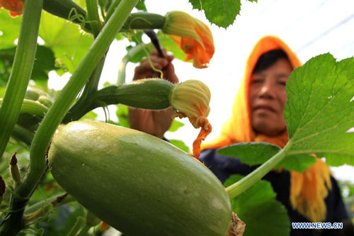 Spring farming season starts in Shandong