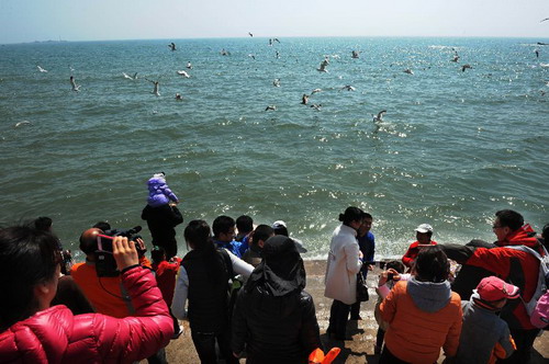 Tourists feed seagulls during Qingming Festival