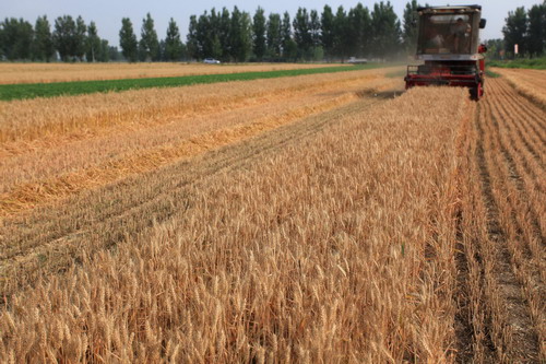 Busy harvest before coming rainfall