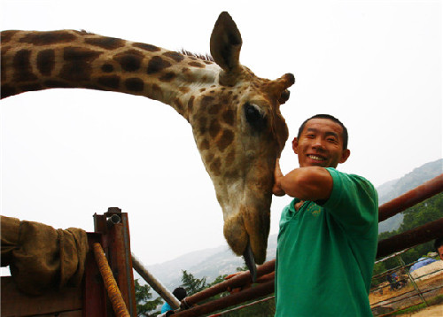 Giraffe travels for 'blind date'