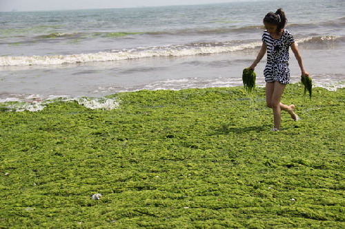 Hazardous algae cleared from China's waters