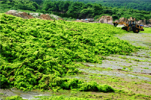 Green algae covers E China beach after Soulik