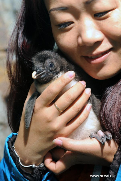 Cute baby rockhopper penguin in Qingdao