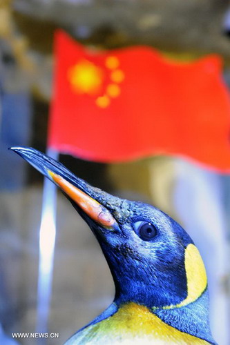 Penguins stand around national flag in Qingdao