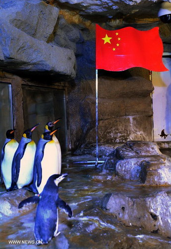 Penguins stand around national flag in Qingdao