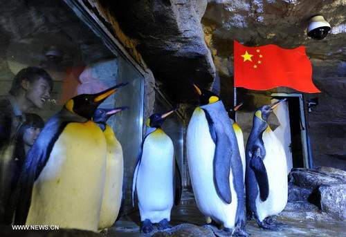 Penguins stand around national flag in Qingdao