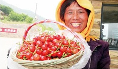 The nineteenth Beizhai Cherry Festival of the Fourth Laoshan Travel Season