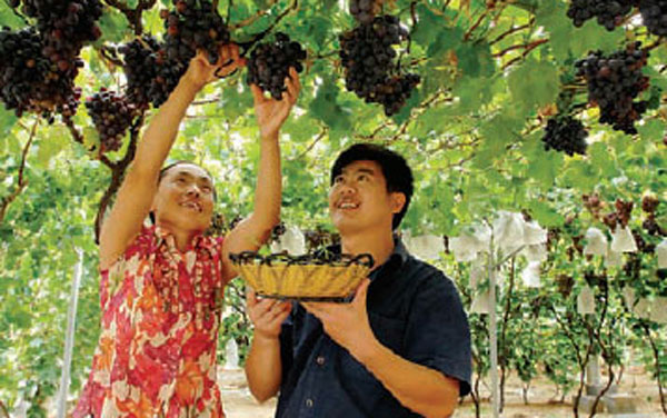 Dazeshan's grape expectations