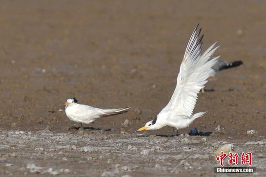Critically endangered bird found in Qingdao