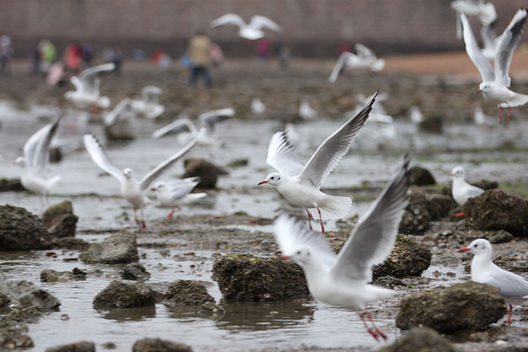 Seagulls in Qingdao draw out visitors