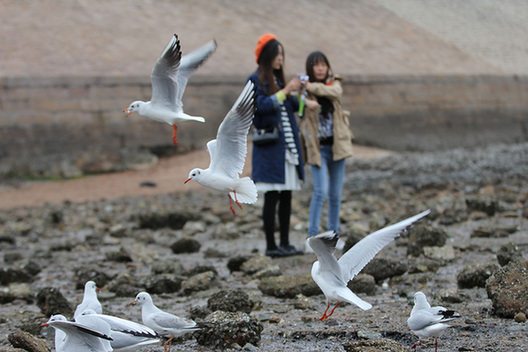 Seagulls in Qingdao draw out visitors