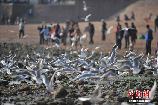 Best season for bird-watching in Qingdao