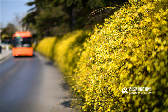 Blooming winter jasmine adorns Qingdao roads