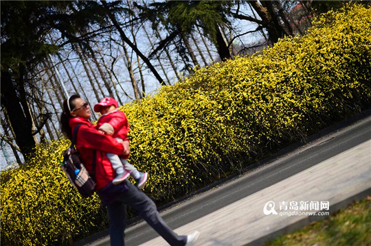 Blooming winter jasmine adorns Qingdao roads
