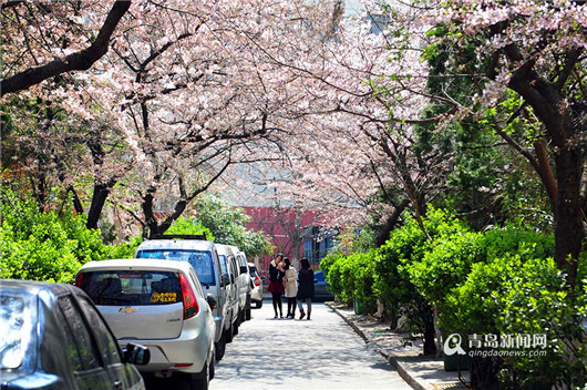 Cherry blossoms turn secluded path into attraction site