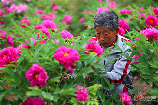 Blooming peonies attract tourists in Qingdao