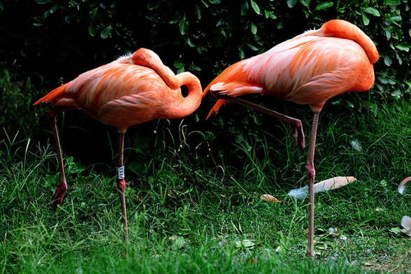 Flamingos enjoy cool summertime in Qingdao