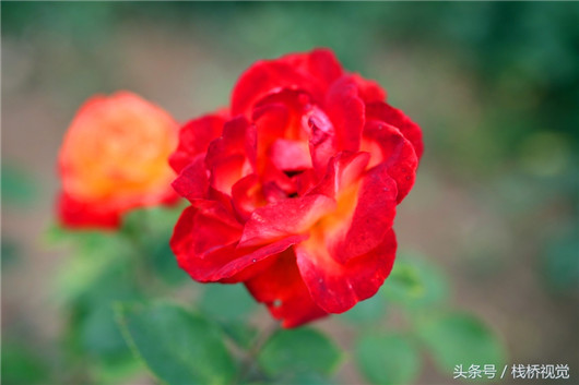 Summer flowers adorn Qingdao Botanic Garden