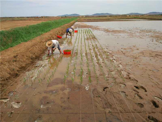 Qingdao tests new breed of super-rice