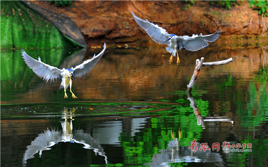 Photographer snaps night herons in Qingdao