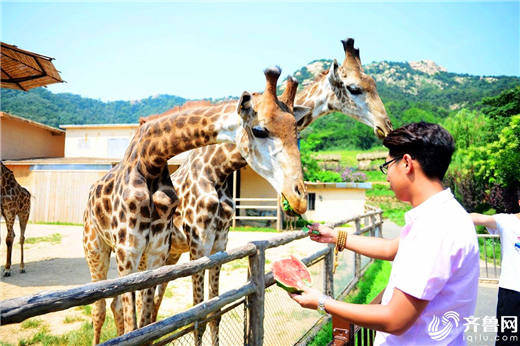 Qingdao zoo animals cool off in hot summer