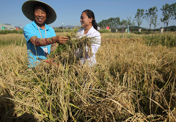 Seawater rice fields offer ample harvest
