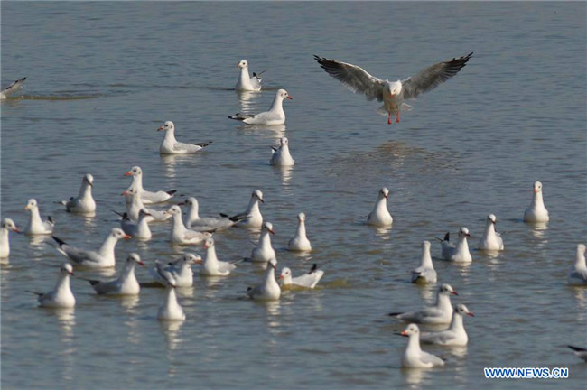 Increasing black-headed gulls arrive in Qingdao to spend winter
