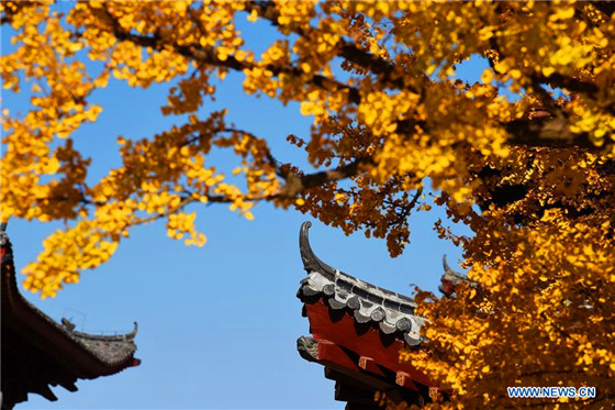 Gingko trees of over 1,300 years seen in Qingdao