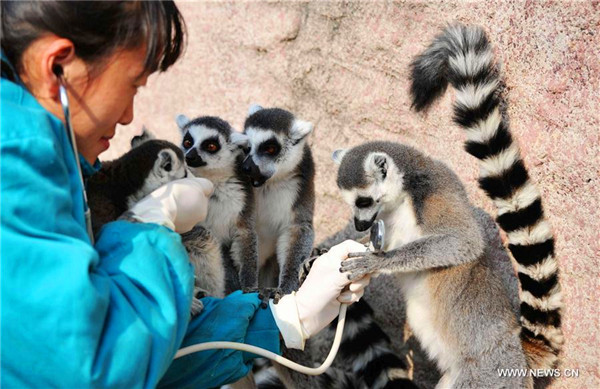 Animals at Qingdao Forest Wildlife World get health check