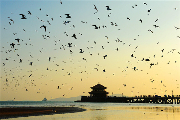 Black-headed gulls lighten up dull wintry scene in Qingdao
