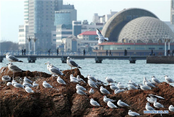 Sea gulls fly to East China's Qingdao to spend winter