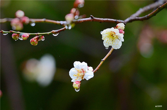 Spring rain bewitches plum blossoms in Qingdao