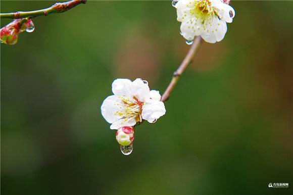 Spring rain bewitches plum blossoms in Qingdao
