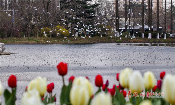 Stunning spring scenery at Qingdao Zhongshan Park