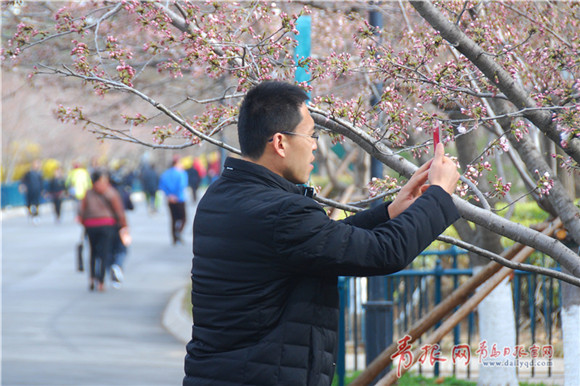 Oriental cherry blooms at Qingdao Zhongshan Park