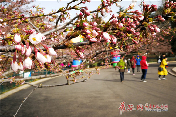 Oriental cherry blooms at Qingdao Zhongshan Park