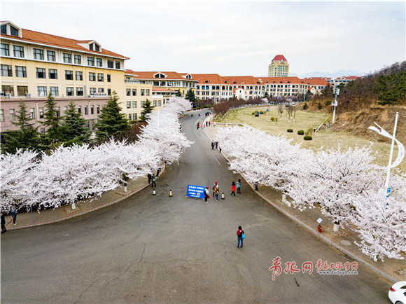 Fantastic aerial view of cherry blossoms at Ocean University of China