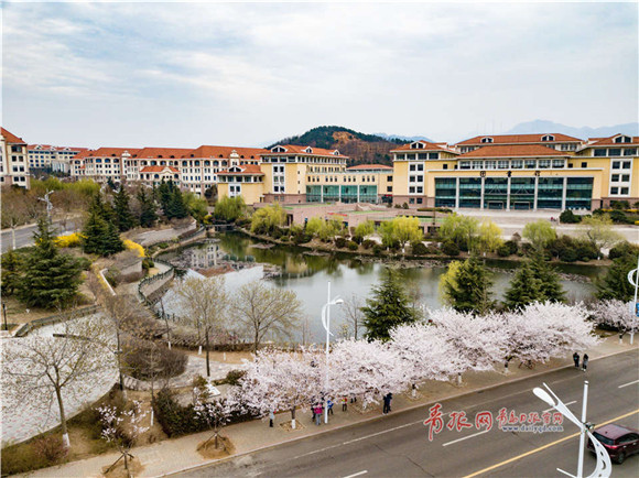 Fantastic aerial view of cherry blossoms at Ocean University of China