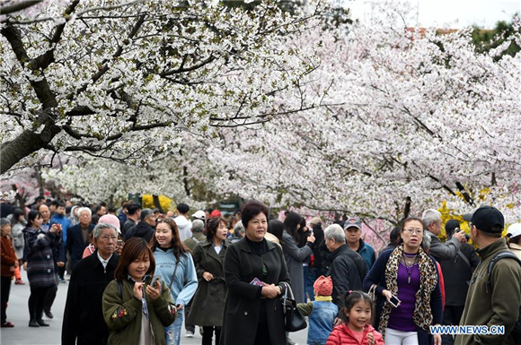 Tourists enjoy view of cherry blossoms in Qingdao