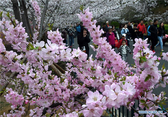 Tourists enjoy view of cherry blossoms in Qingdao