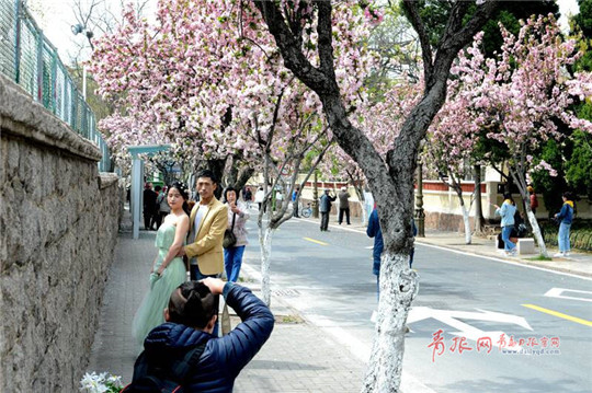 Stunning flowering Chinese crabapples dazzle Qingdao