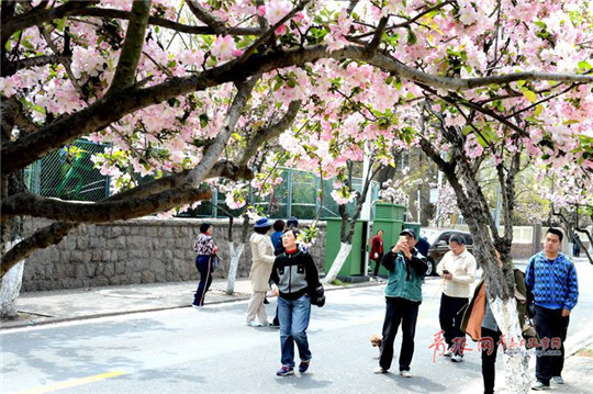 Stunning flowering Chinese crabapples dazzle Qingdao