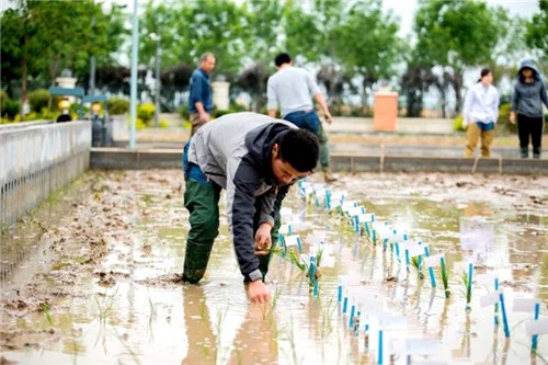 Sea rice experimental planting starts in Qingdao