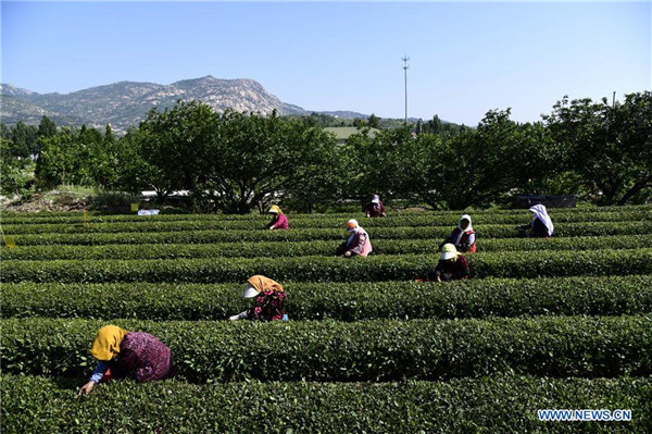 Farmers pick tea leaves in Qingdao, China's Shandong