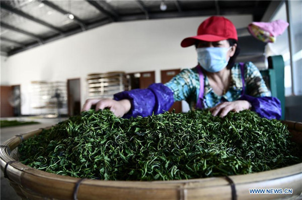 Farmers pick tea leaves in Qingdao, China's Shandong